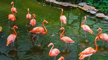 Visitors will also have an opportunity to learn more about the daily habits and interesting stories of the American flamingos.